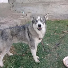 haski gaty arasa