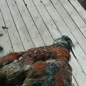 paroda horaz tovuk blen juje