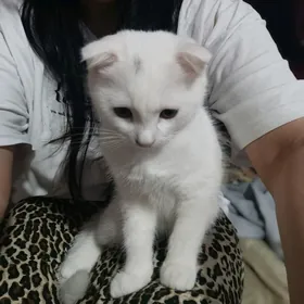 Кот белый весауха