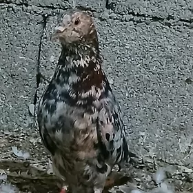 kepderi