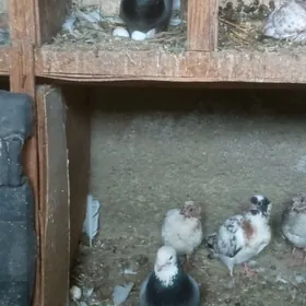 kepderi