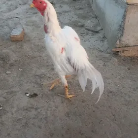 Ak baýes