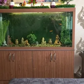 аквариум akvarium