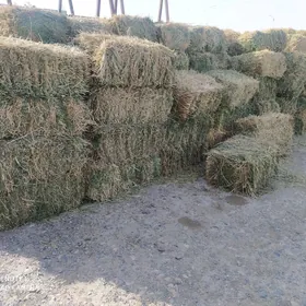 Ýorunja bede