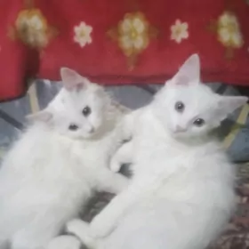 Ангорские котята