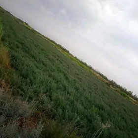 Önümçilik üçin 75 ga ýer