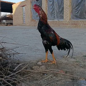 baysowy paroda horaz