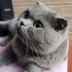 ВИСЛОУХИЕ КОТЯТА Pişik