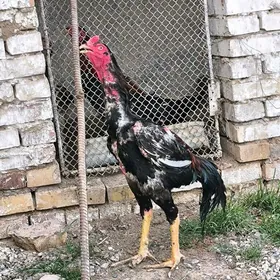 baúcowy Horaz