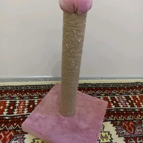 Pişik üçin güýmenje.