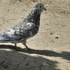 Kepderi