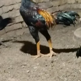 horoz