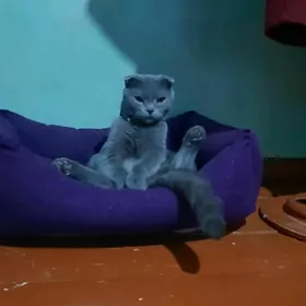 şatlan pişik