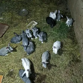 животные