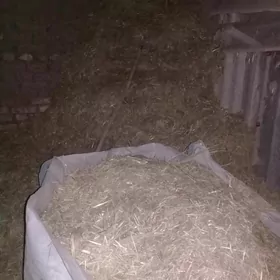 ÜWELEN GAMYŞ  GSAMAN/ KÜNJI