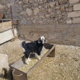 cebiş,geci