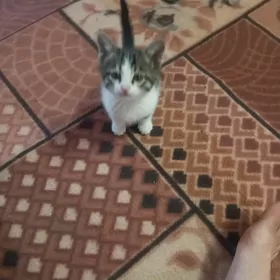 котёнок