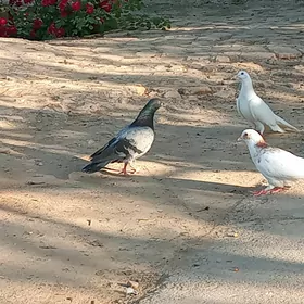 kepderikepderi