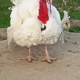20 kg Kanads gigant horaz indu