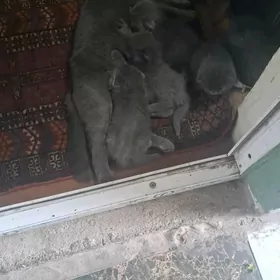 şatlan pişik