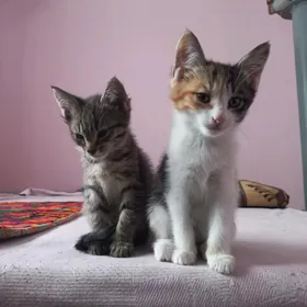 котята