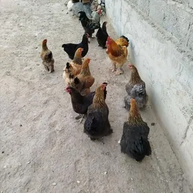 Byrama ýumurtga