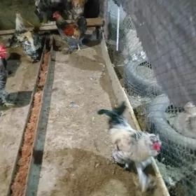 Brama Balgar horazlar
