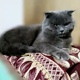 Шотландский Кот