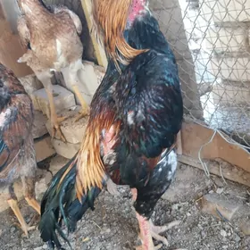 Satlyk taşkent
