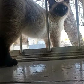 сиямский кошка