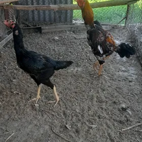 horaz