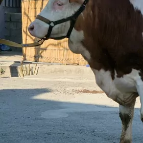 Uli malar üçin nogta