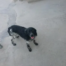 собака
