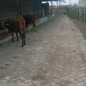 sygyr ferma