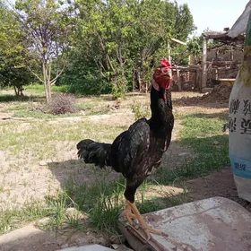 Horaz