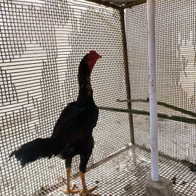 Taşkent horaz maki