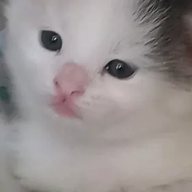 Котёнок 
