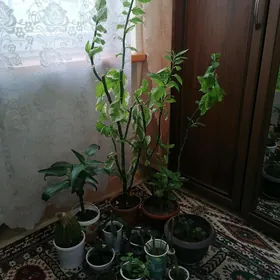 домашние растения/цветы