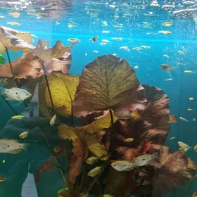 nimfeya anubias