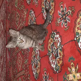 Кошка