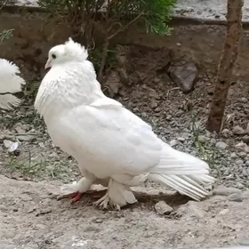 kepderi