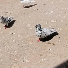 kepter