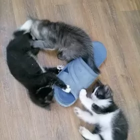 Котята
