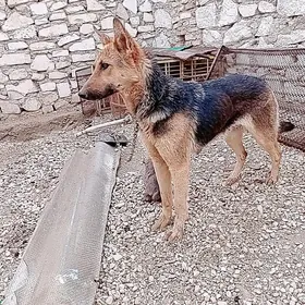 SATLYK ENE AWCARKA CAGASAM BAR