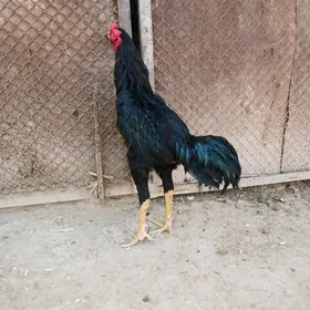 horaz