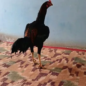 horaz
