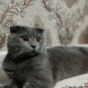 вислоухий кот чистокровный