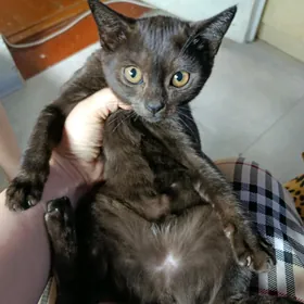 котята