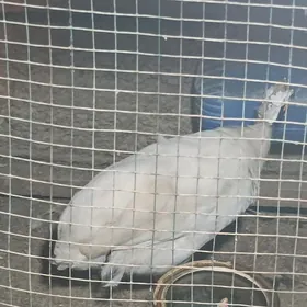 käkilik (sisarka) ýumurtga