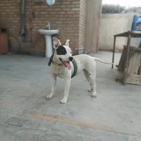 pitbull